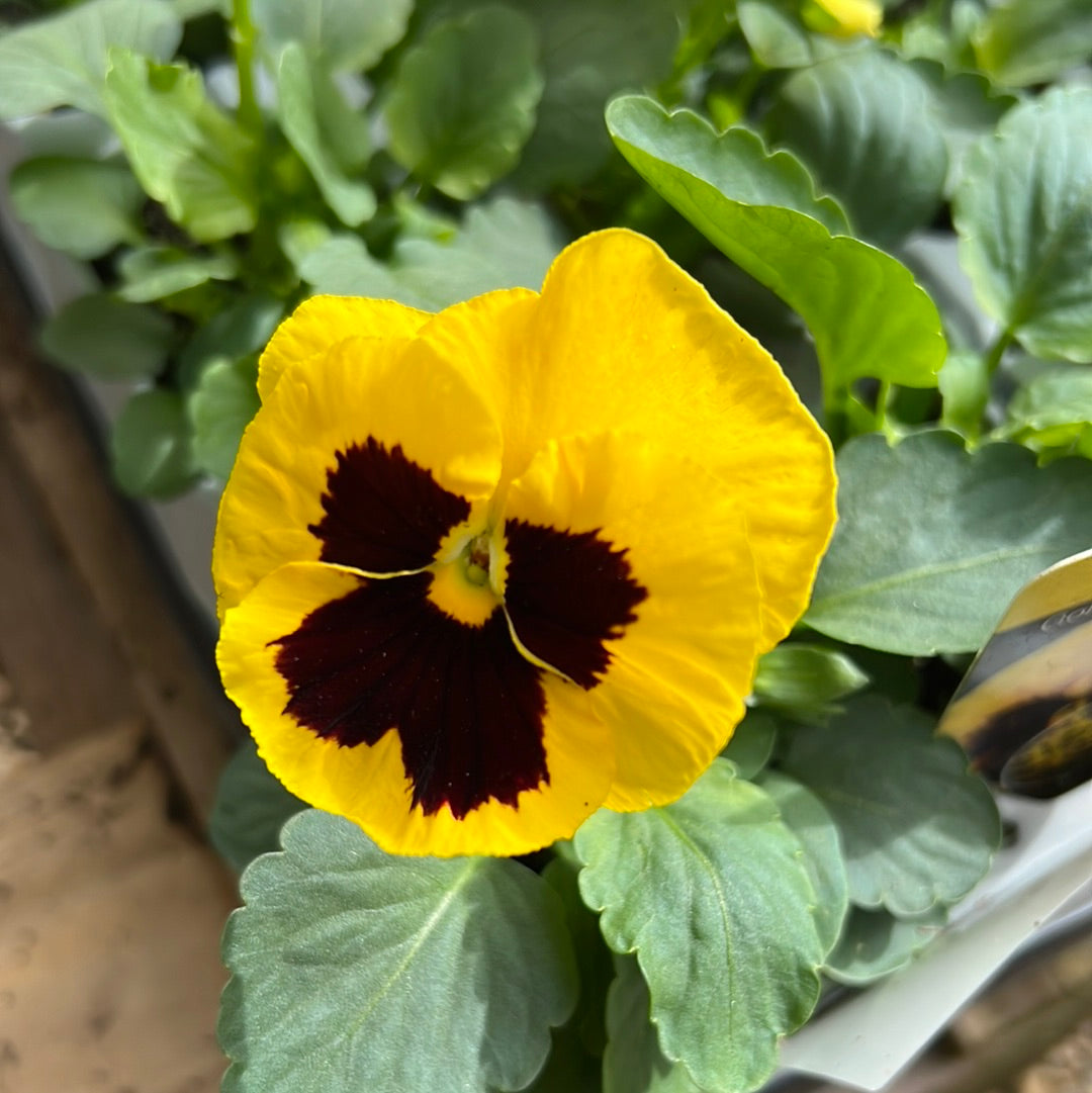 Pansy gold with blotch sixpack