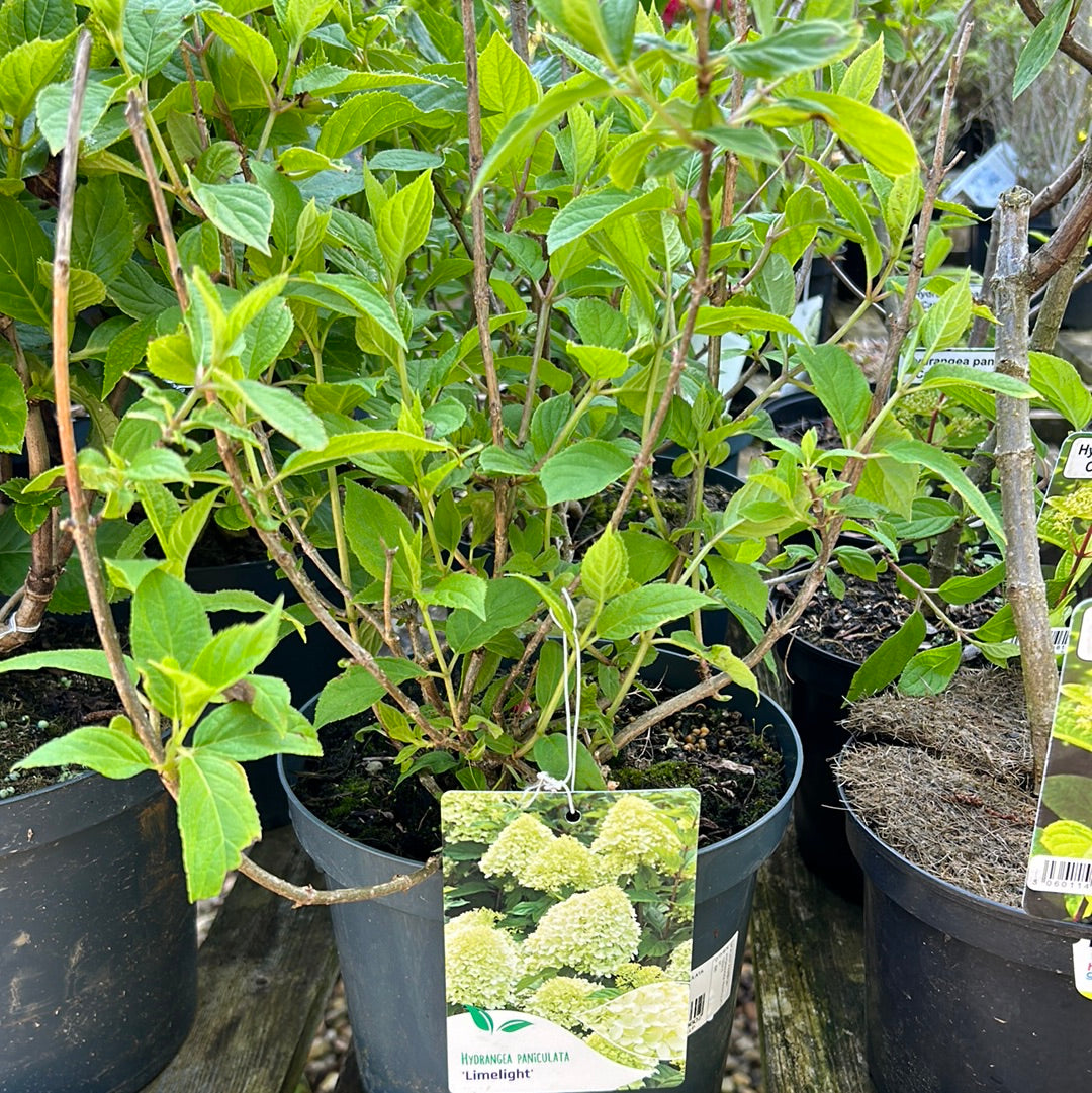 Hydrangea Paniculata Limelite