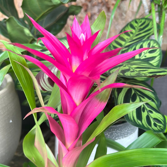Guzmania mix