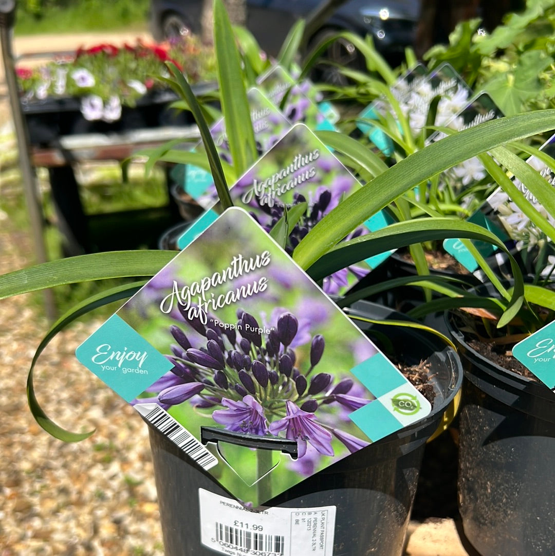 Agapanthus poppin purple