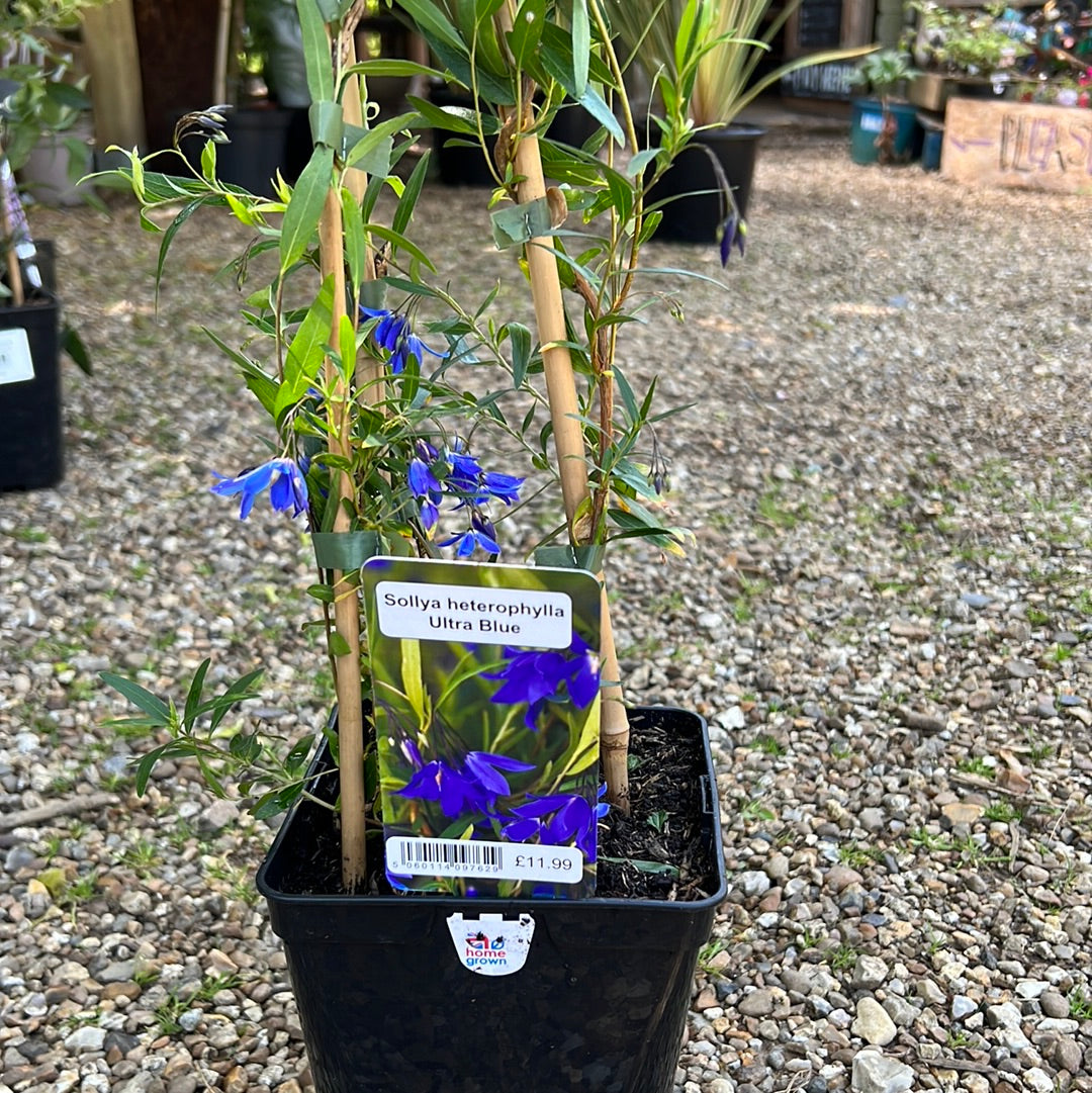 Sollya heterophylla ultra blue
