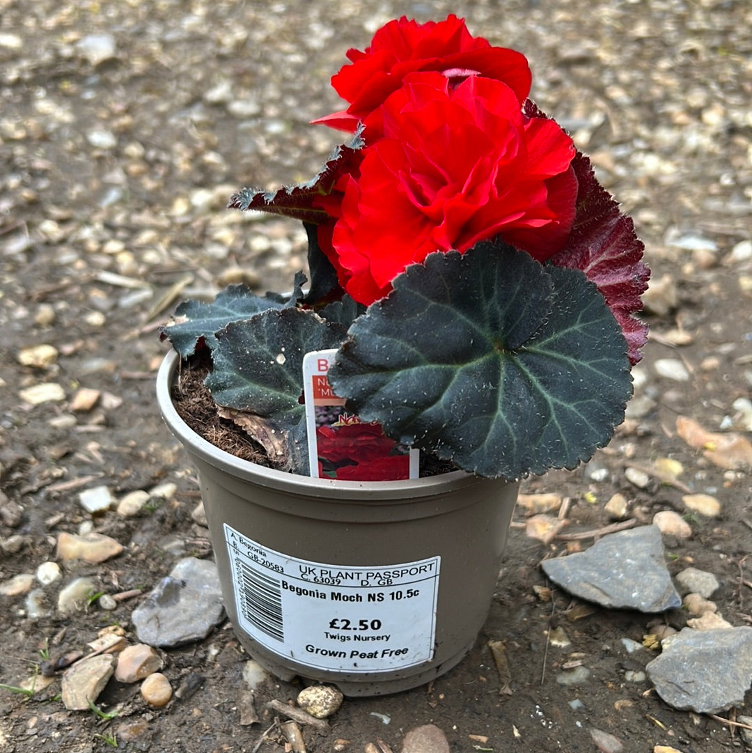 Begonia non stop mocca scarlet 10.5cm