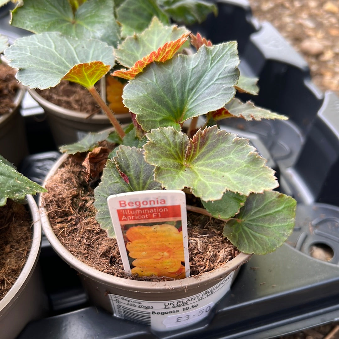 Begonia illumination apricot 10.5cm