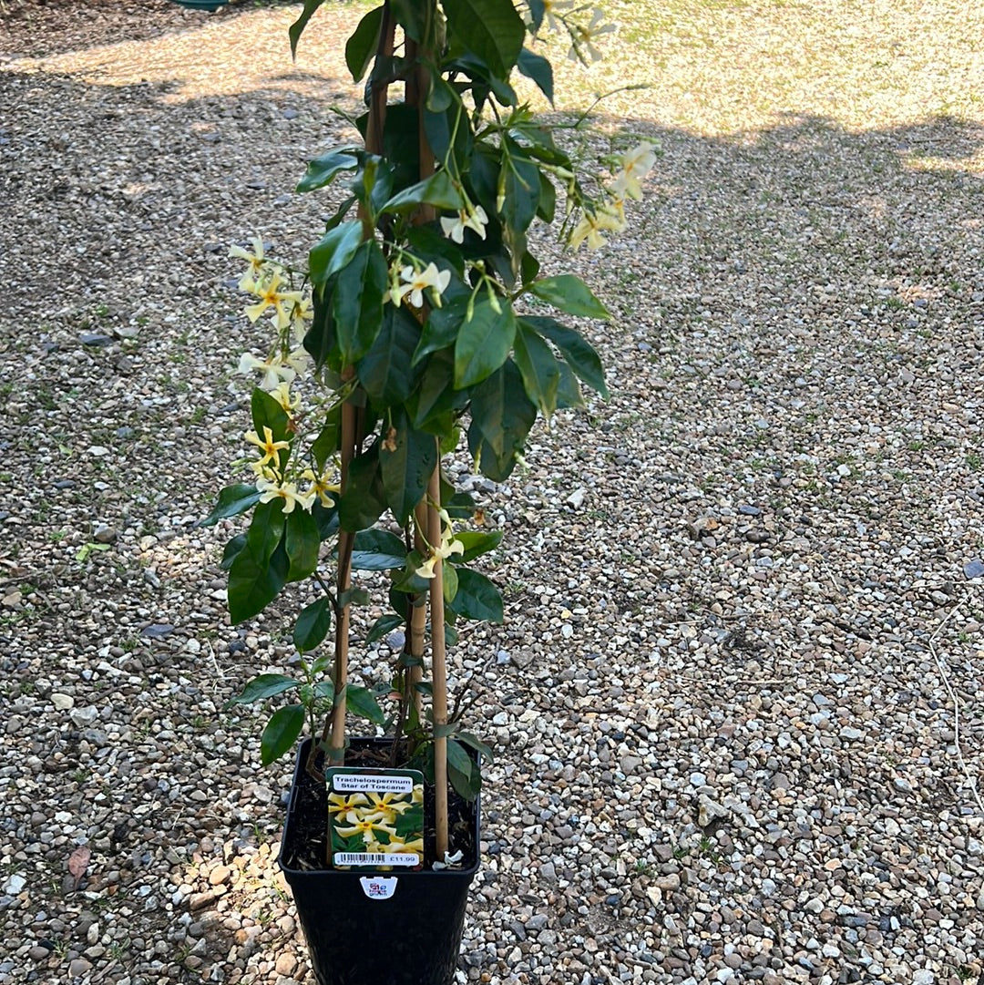 Trachelospermum star of toscane