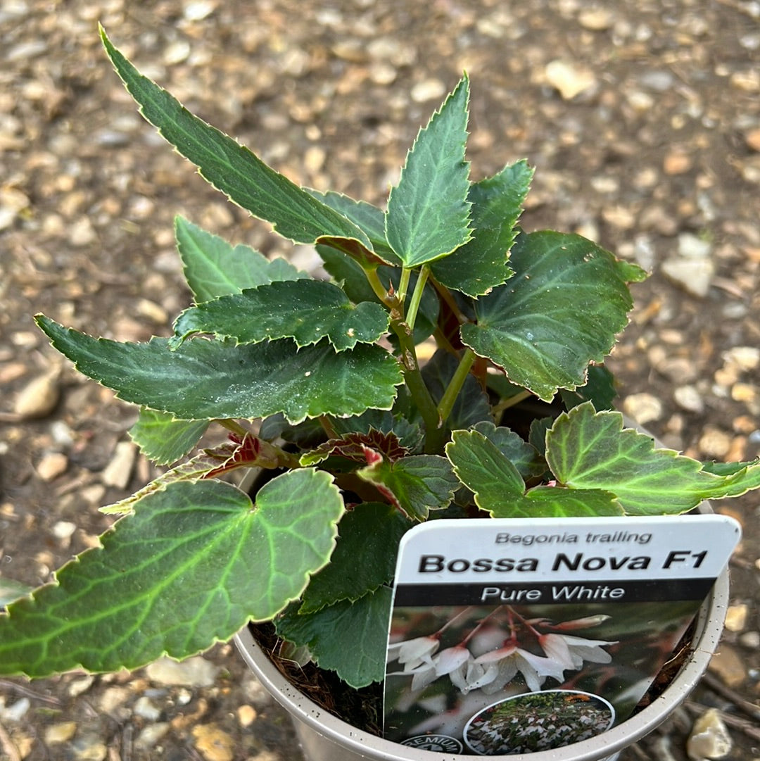 Begonia bossa nova pure white 10.5cm