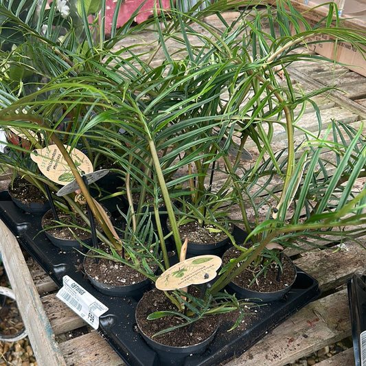 Philodendron Bip Tortum
