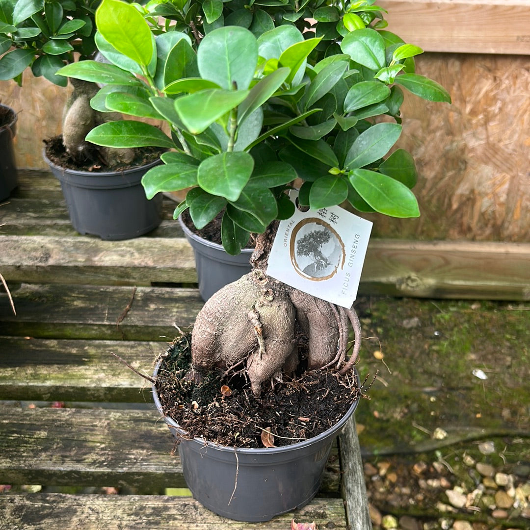 Ficus micr Ginseng carbon free pot