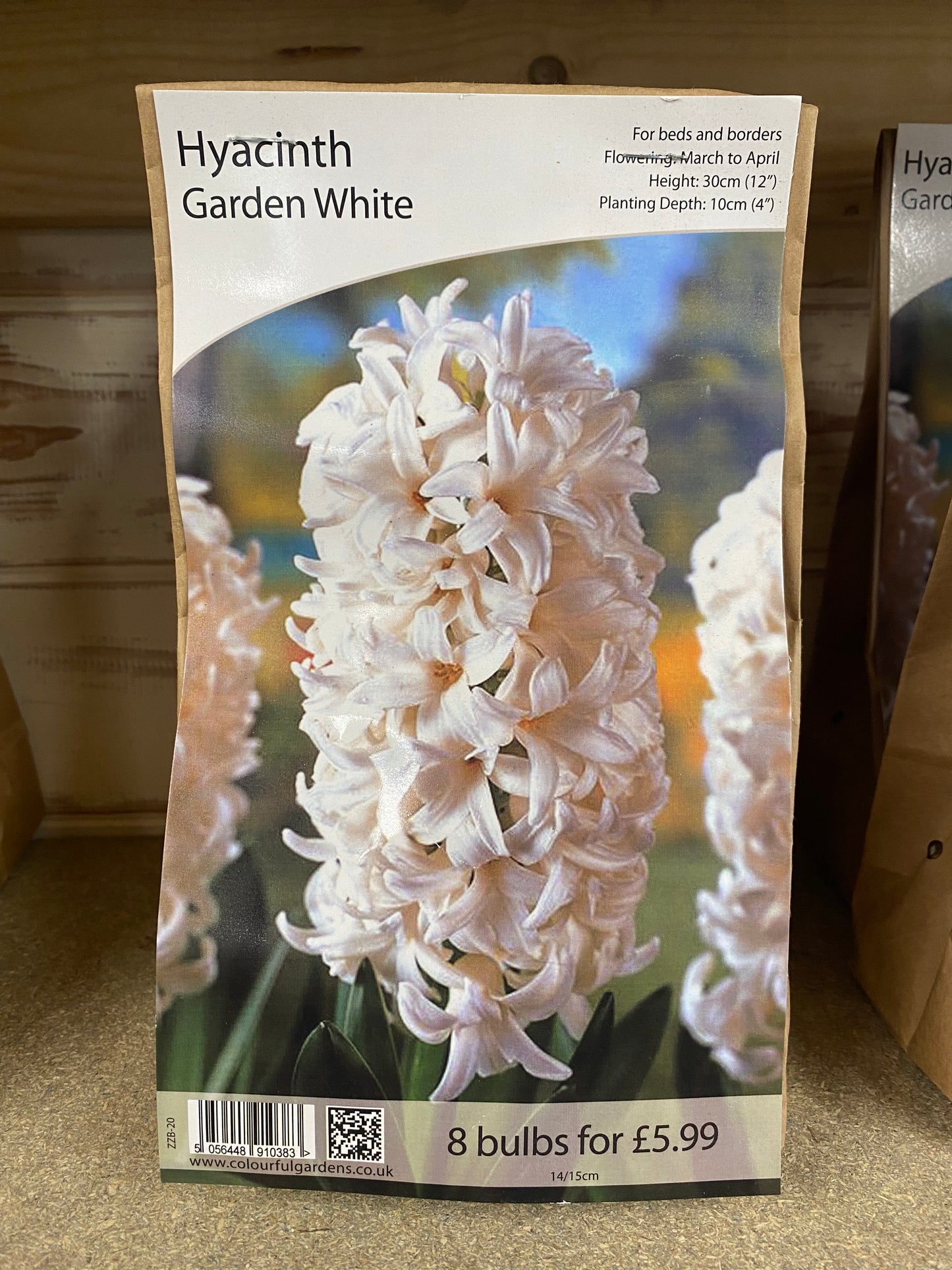 -Hyacinth - Garden White