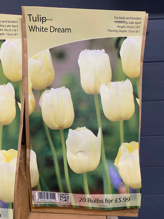 -Tulip - White Dream