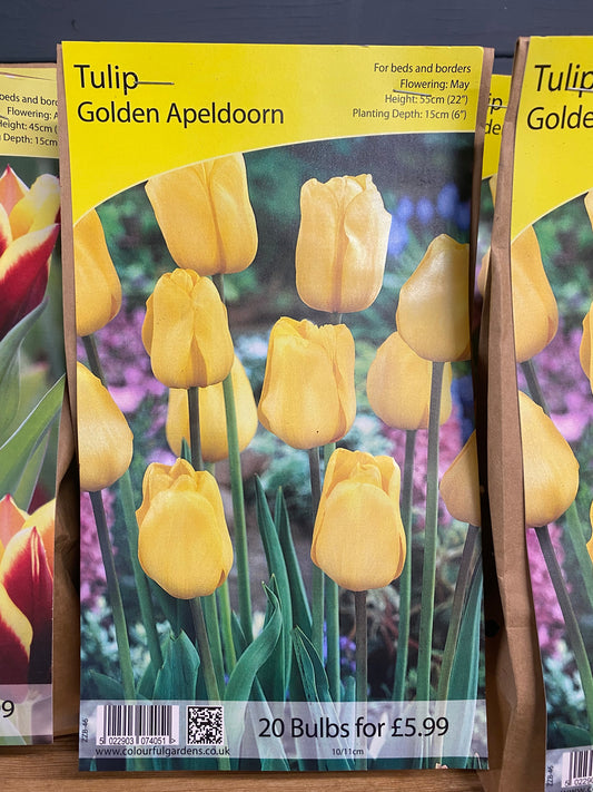 -Tulip - Golden Apeldoorn