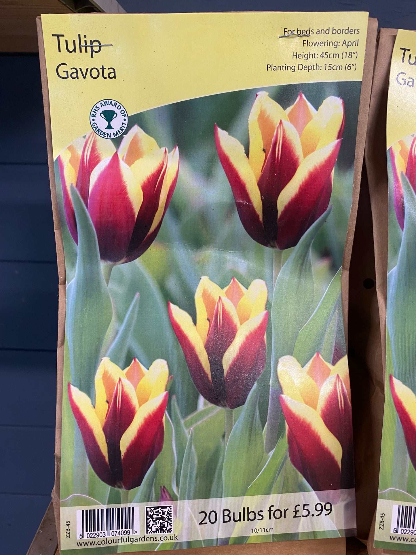 -Tulip - Gavota