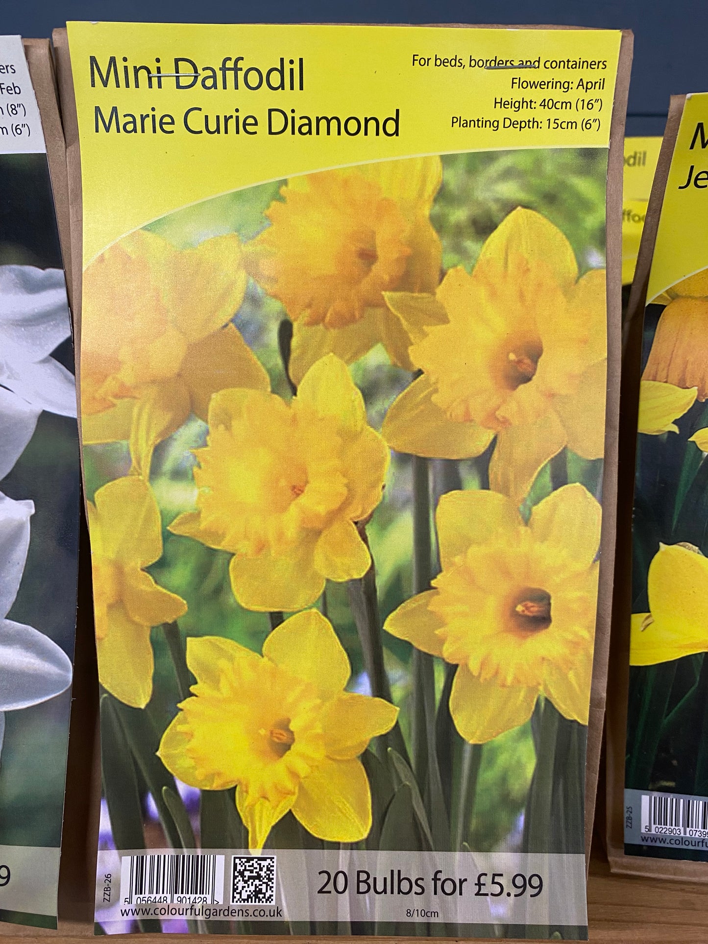 -Mini Daffodil  - Marie Curie Diamond