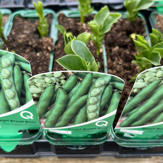 Dwarf Broad Bean - The Sutton (patio)