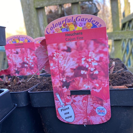 HEUCHERA Cajun Fire