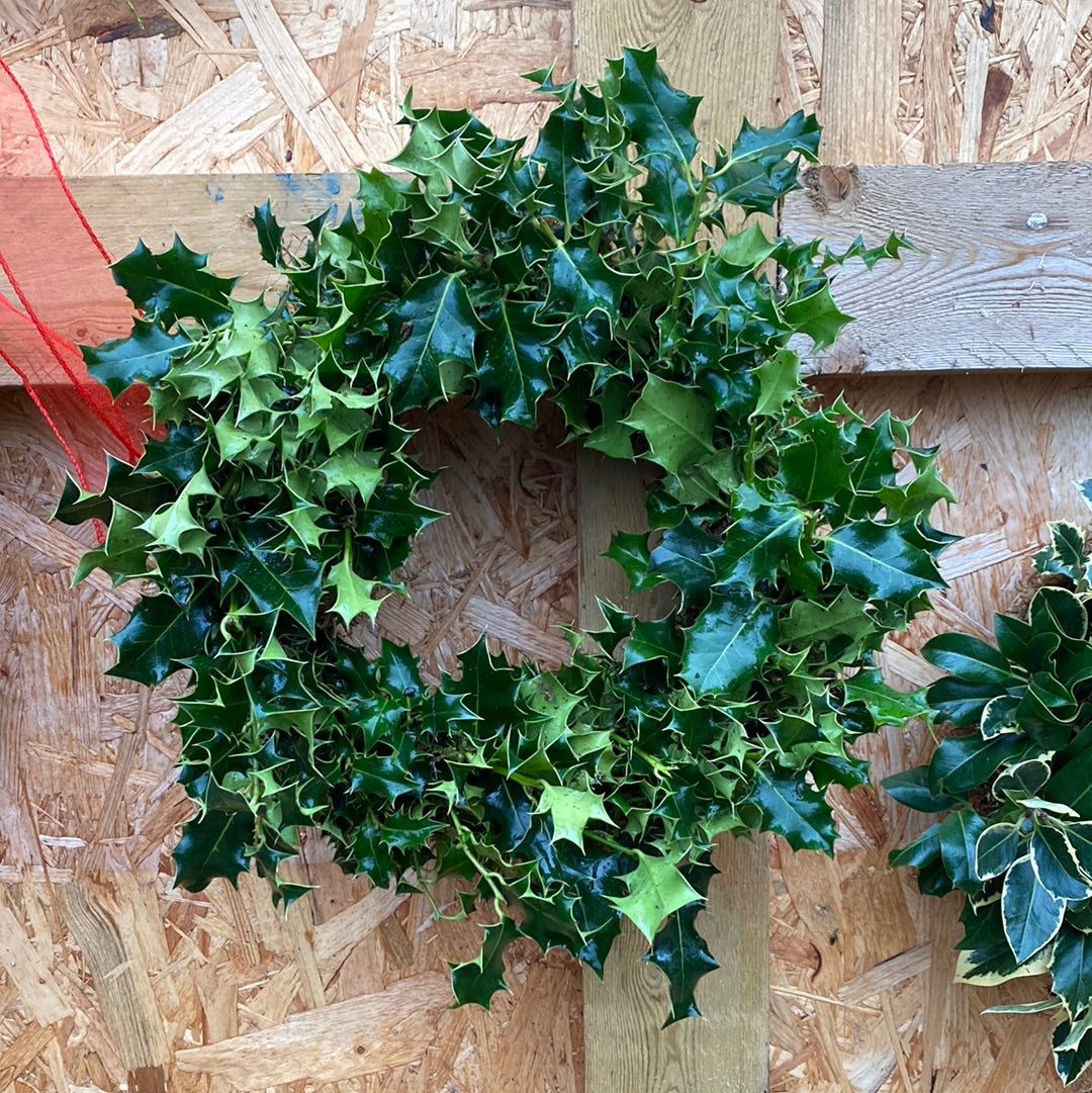 Green Holly Christmas wreath