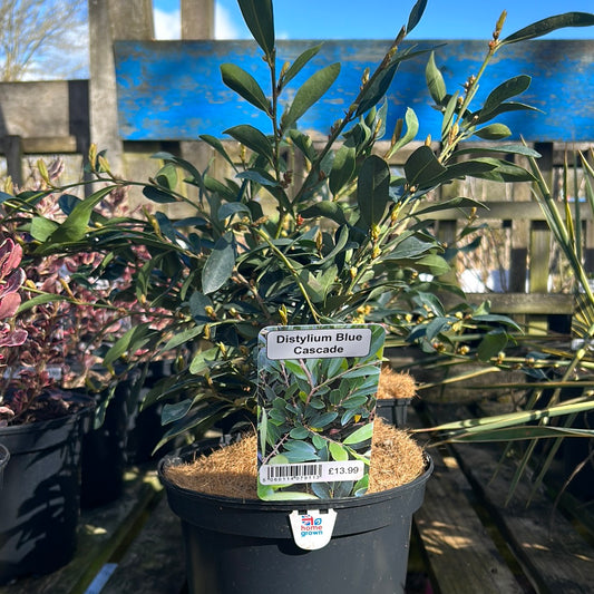 Distylium Blue Cascade