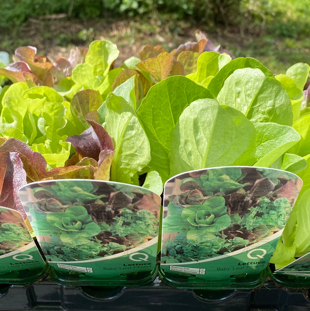 Lettuce Baby Leaf mixed strips