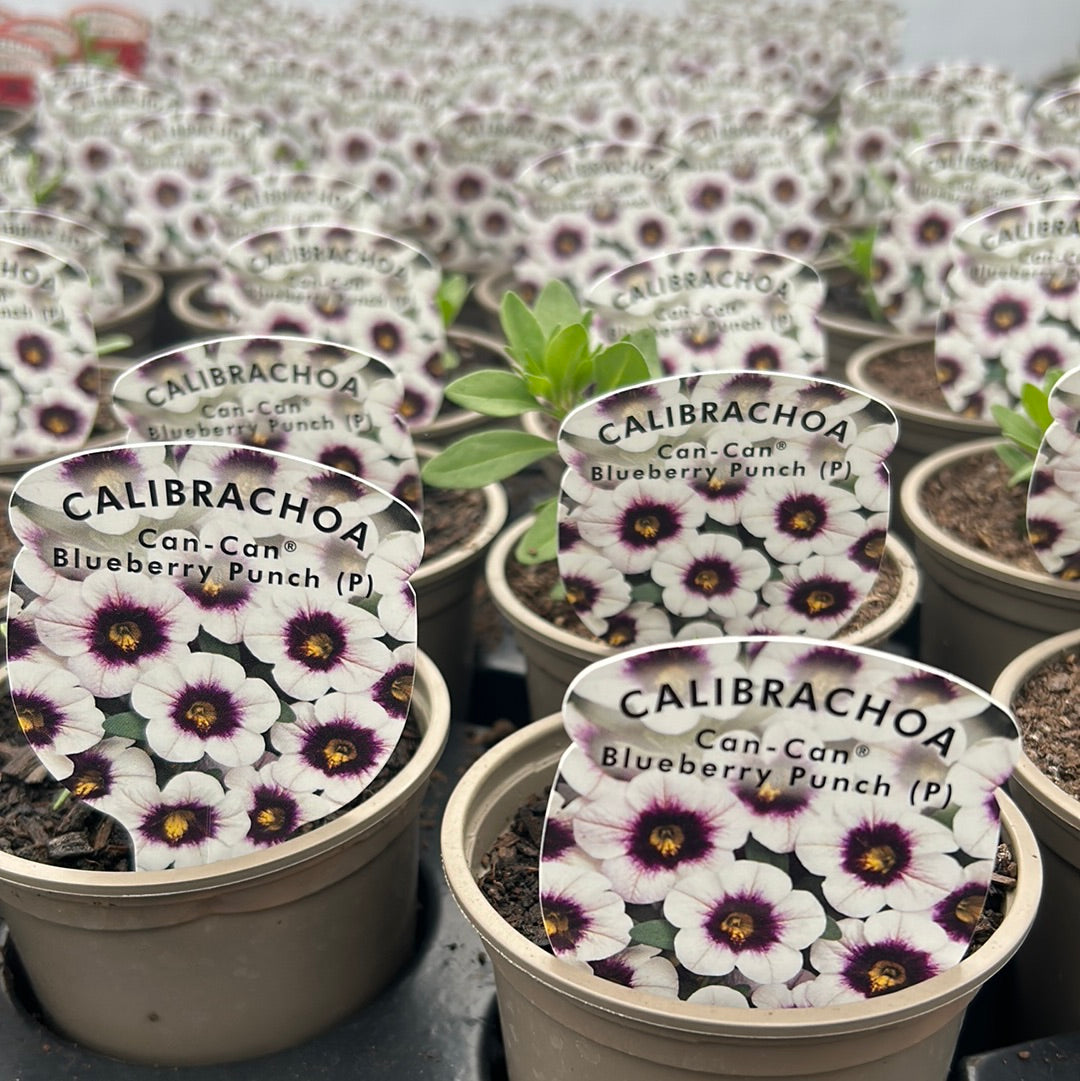 Calibrachoa Can Can Double Bkueberry Punch