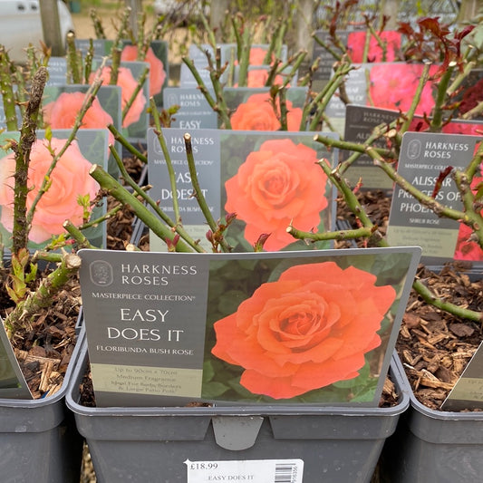 Rose Easy Does It