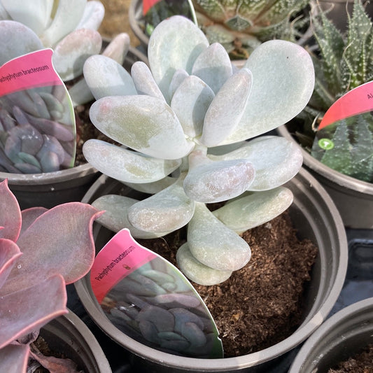 -Pachyphytum bracteosum