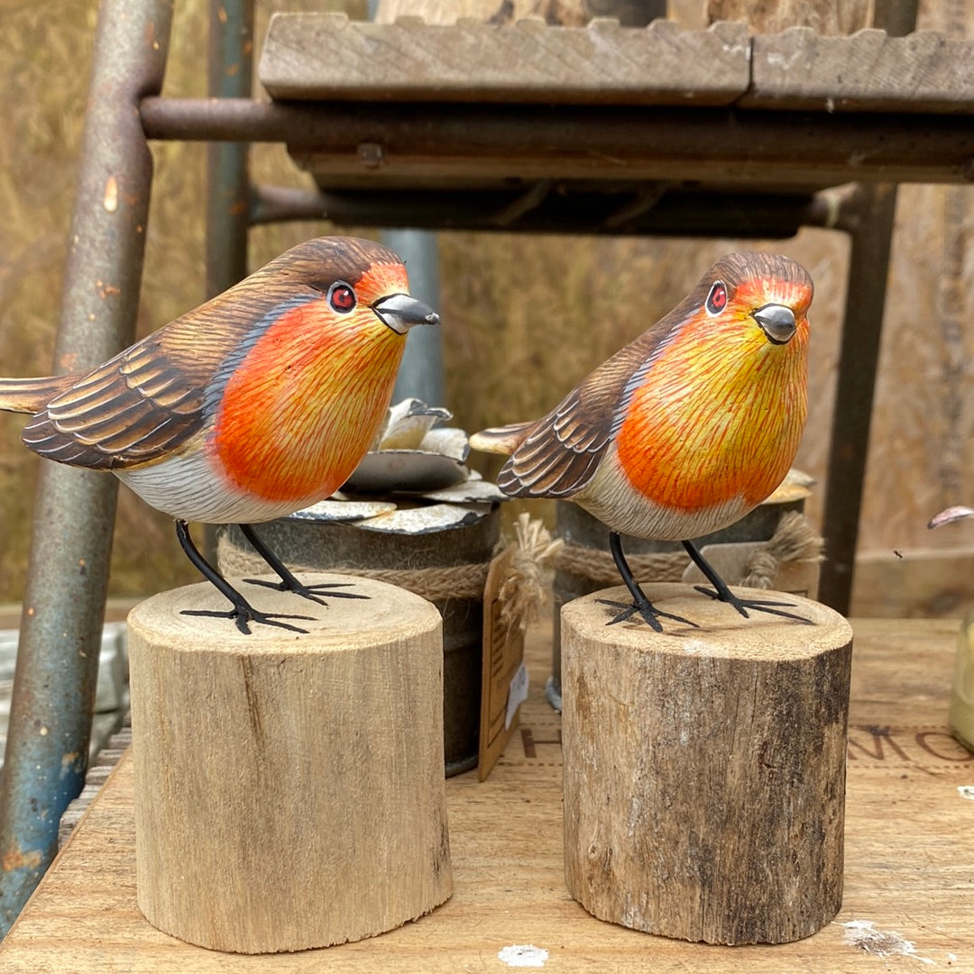 -Wood robin