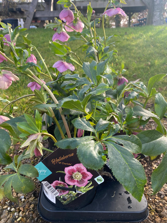 -Helleborus Charlotte 2ltr