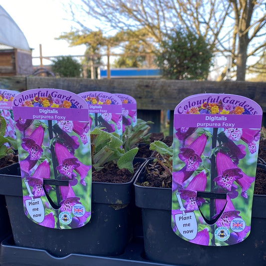 - DIGITALIS purpurea Foxy