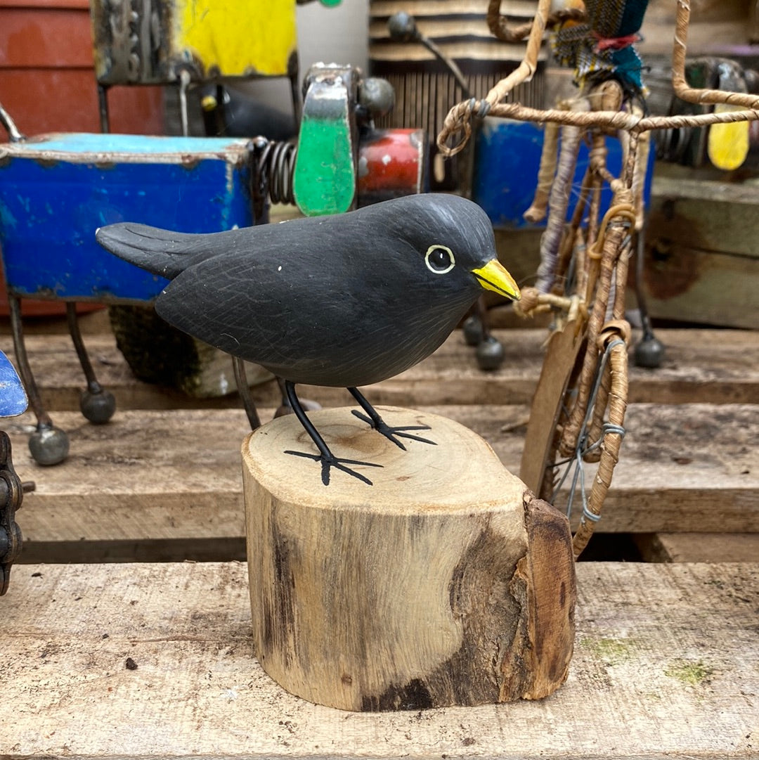 Wood blackbird