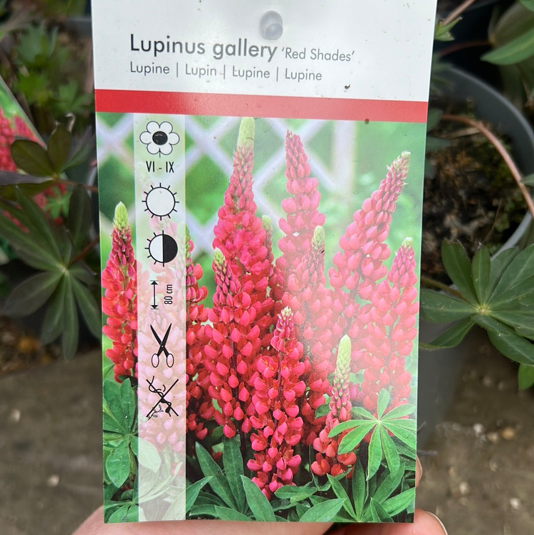 Lupin Gallery