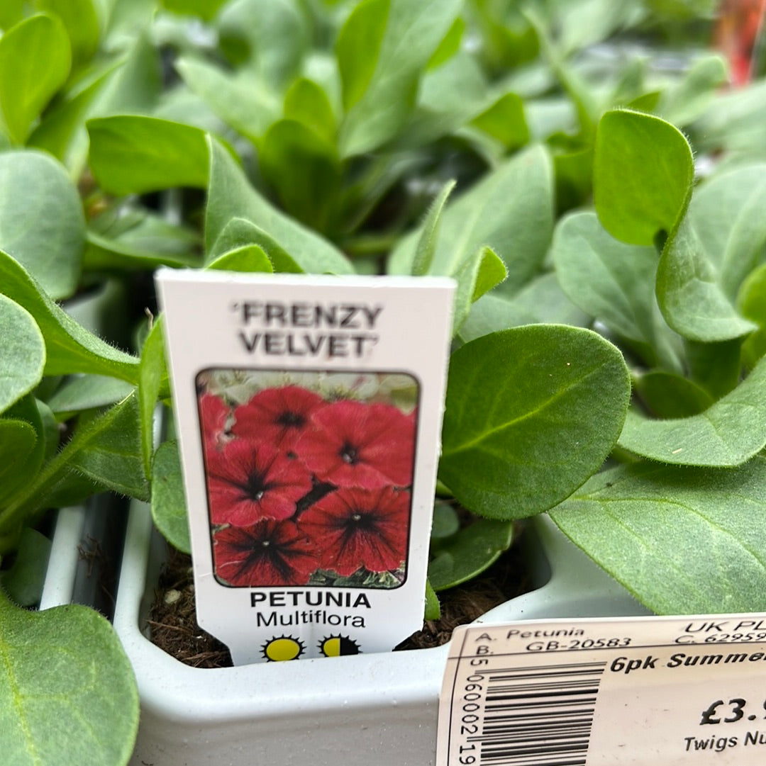 Six pack petunia frenzy velvet