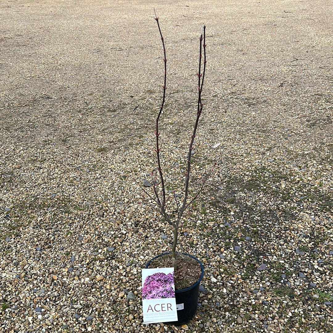 Acer Palmatum Bloodgood
