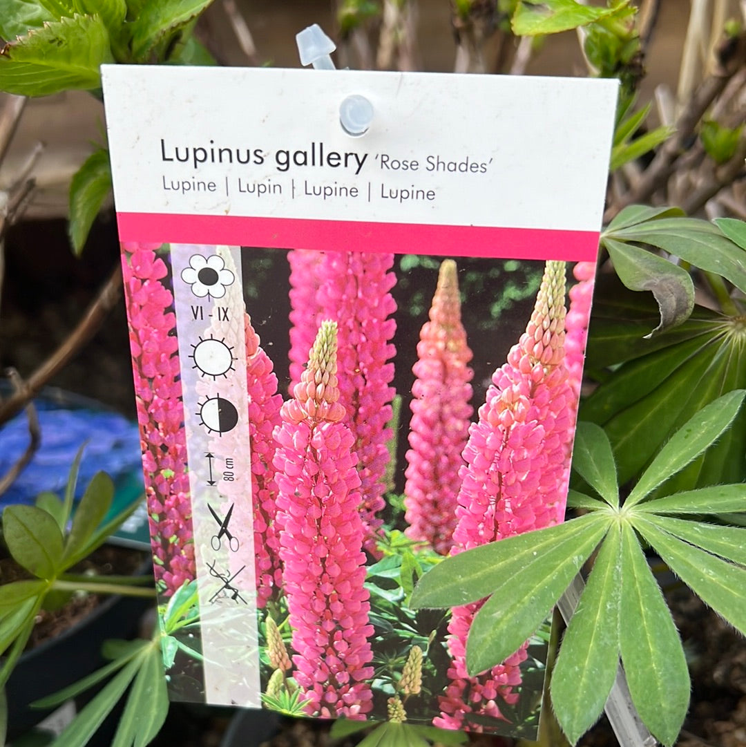 Lupin gallery pink