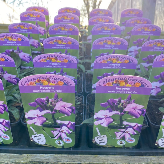 - HESPERIS matronalis Purple