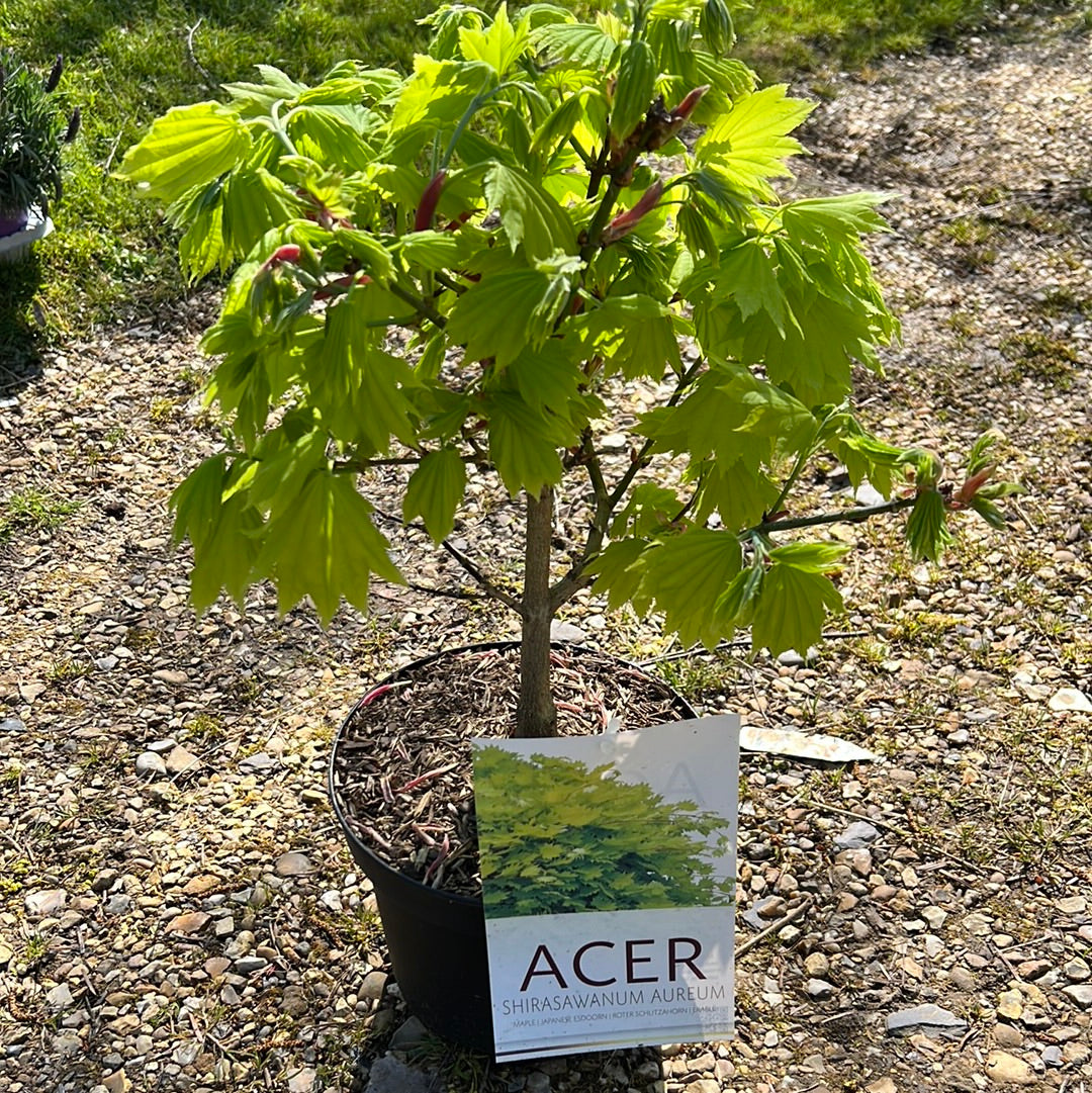 Acer Shirasawanum Aureum