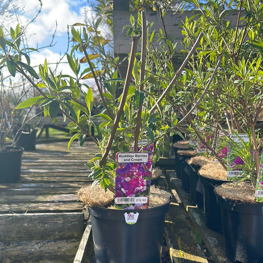 Buddleja Berries and Cream