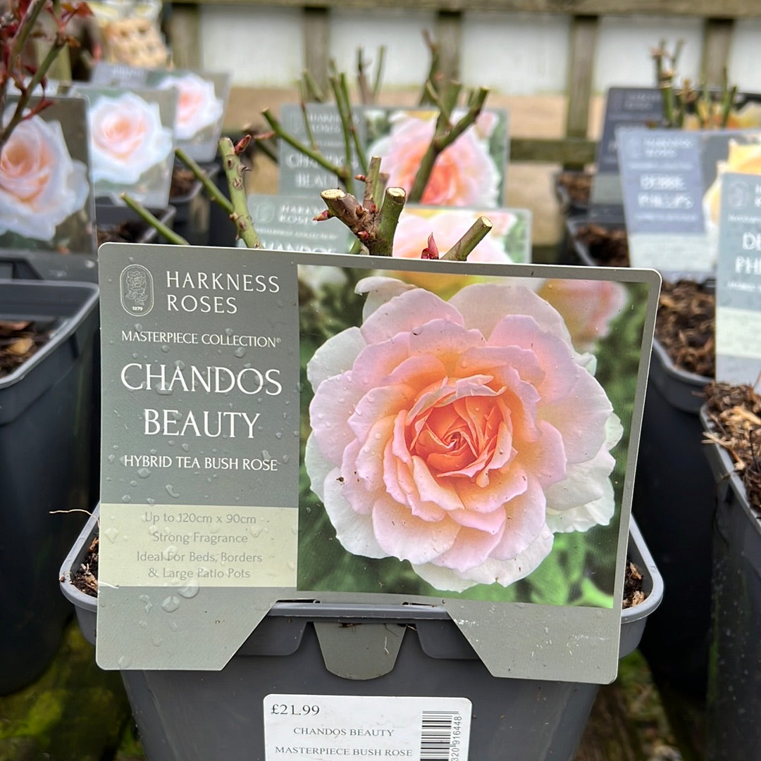 Chandos Beauty rose
