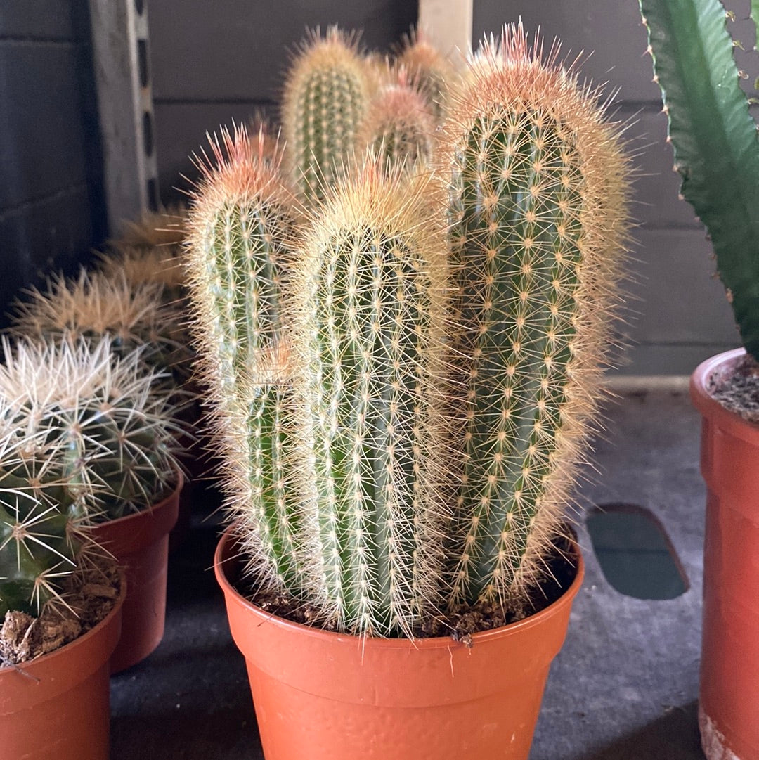 -Cactus Vatricania guentherii GM