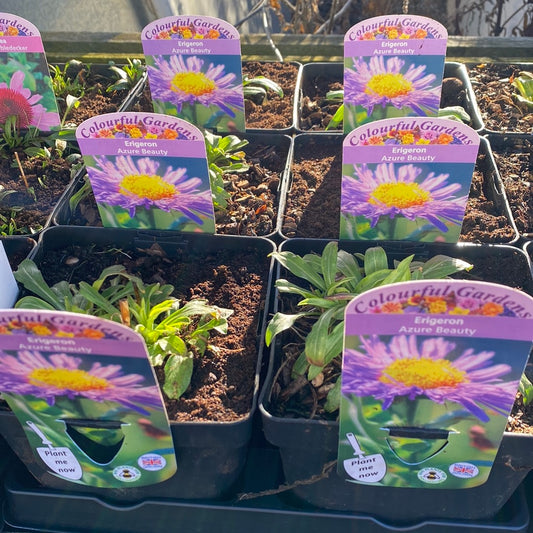 - ERIGERON Azure Beauty