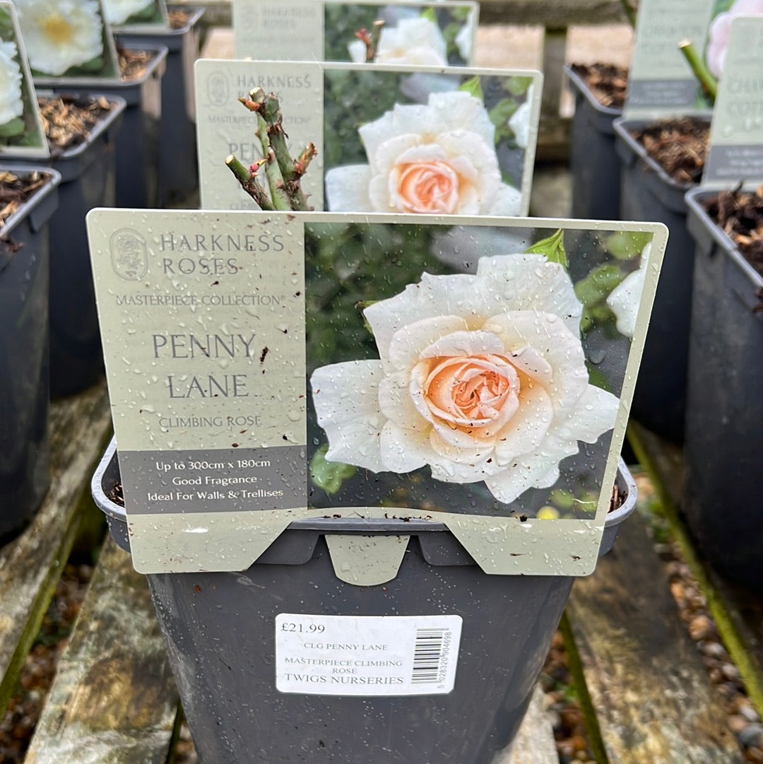 Penny Lane climbing rose
