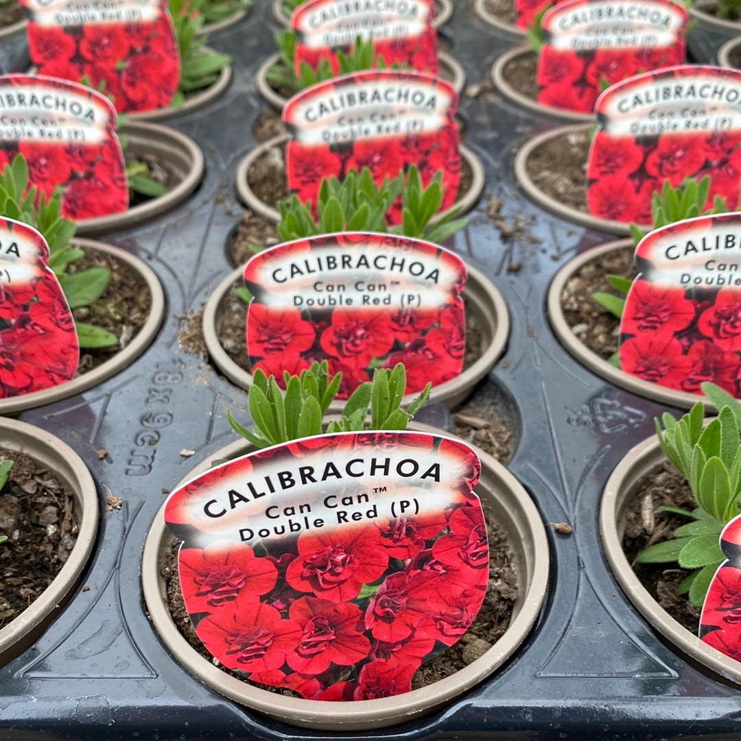 Calibrachoa Can Can Double Red