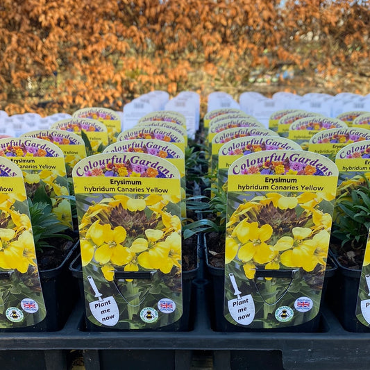 - ERYSIMUM  Canaries Yellow
