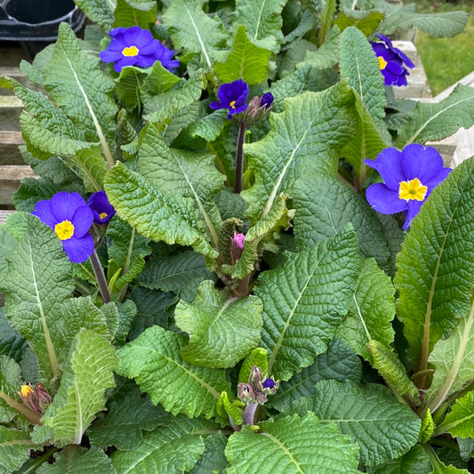 -Polyanthus 10.5cm