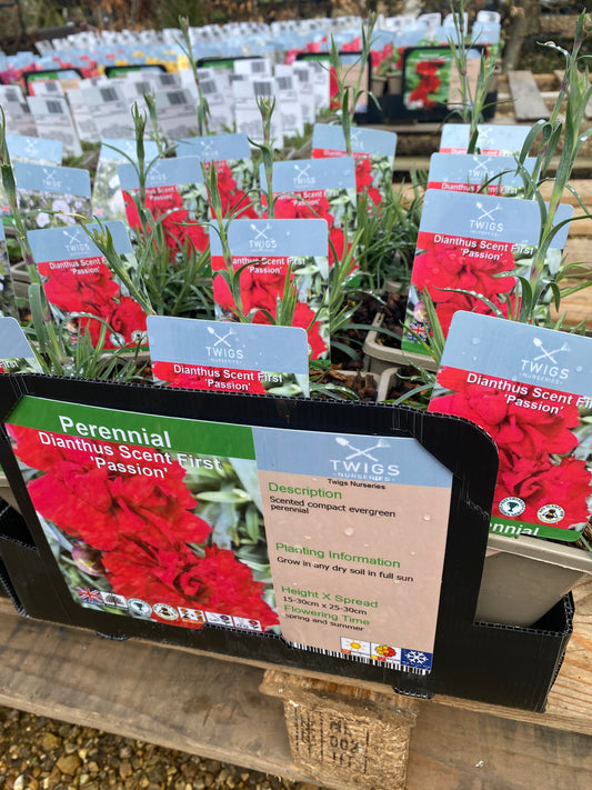 Dianthus Scent First Passion 1L