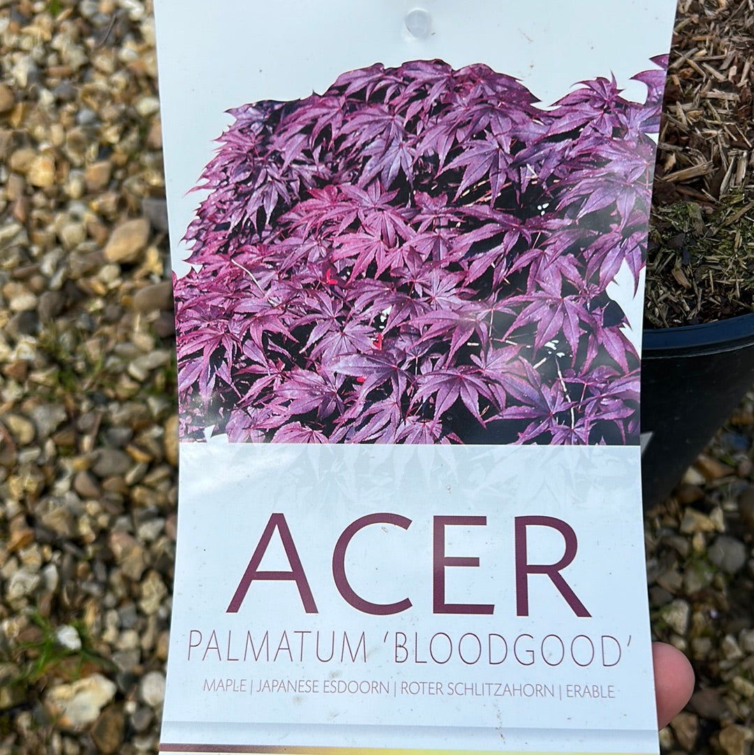 Acer Palmatum Bloodgood