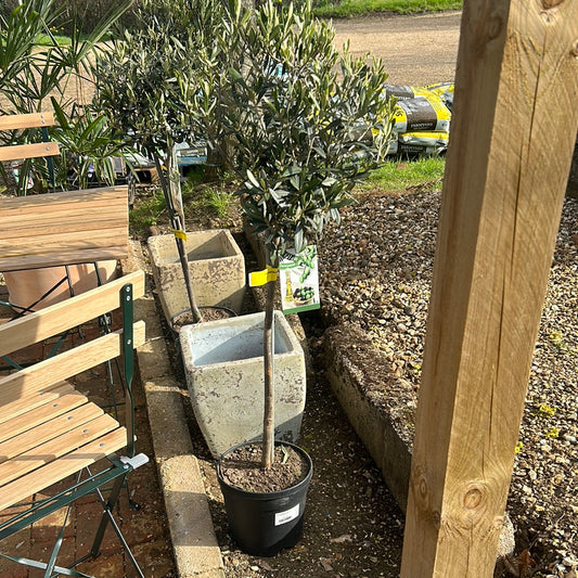 Olea Europa - Olive tree 1/4 Standard