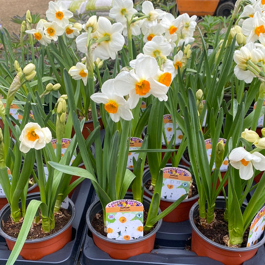 -Daffodil Geranium