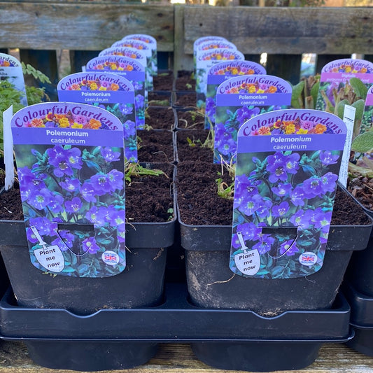 - POLEMONIUM caeruleum