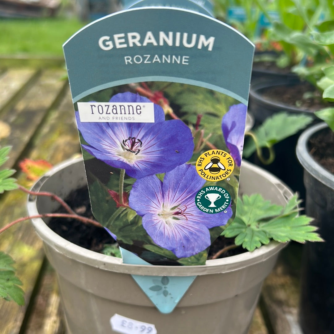 Geranium Rozanne 2ltr