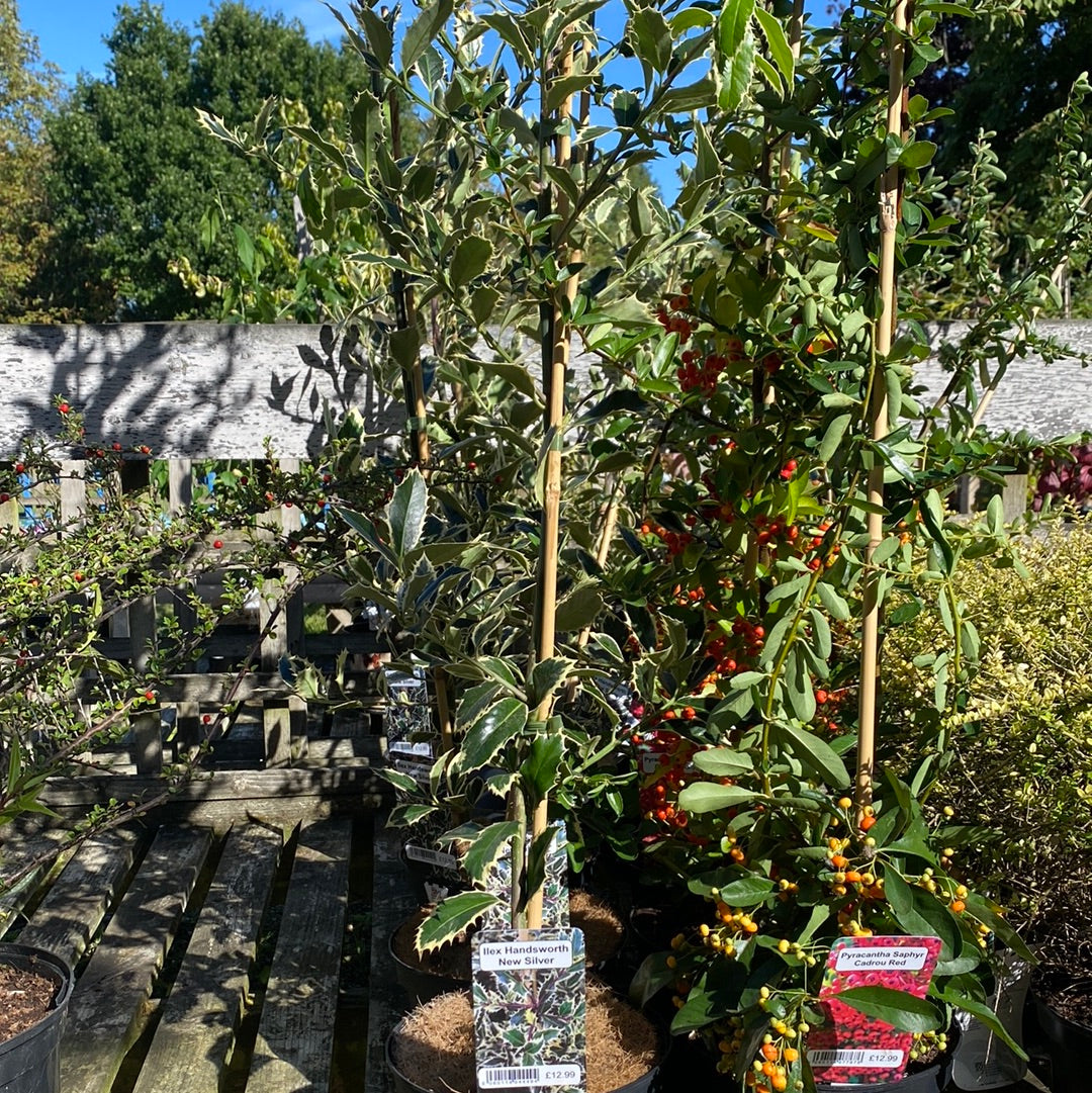 -Ilex Handsworth New Silver