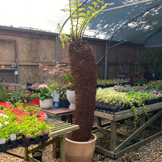 Dicksonia Antartica Tree Fern